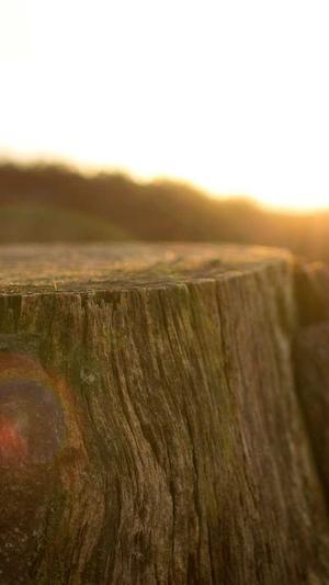 seo工具推广截图2