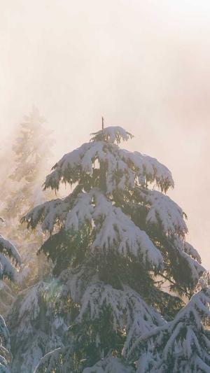 陕西蜘蛛池出租平台截图1
