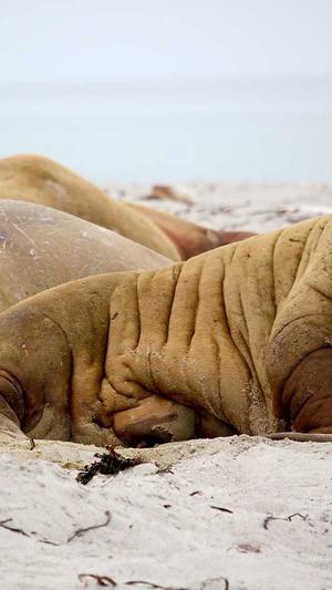 百度站长工具seo截图1