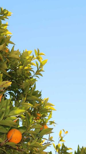 武汉seo服务截图3