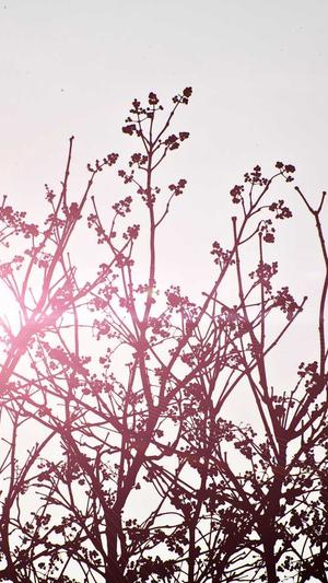 蜘蛛池github截图2