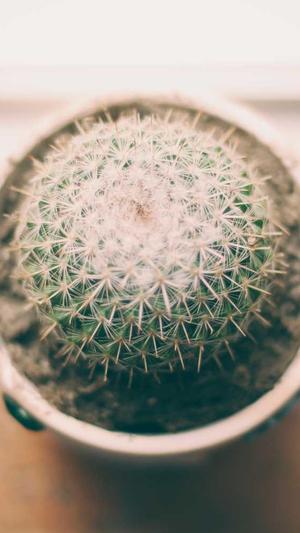 简单seo工具收录截图2