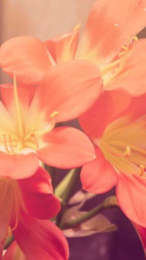 逐鹿泛目录站群完整源码截图3