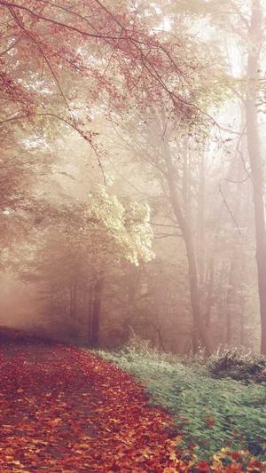 清风算法蜘蛛池截图1