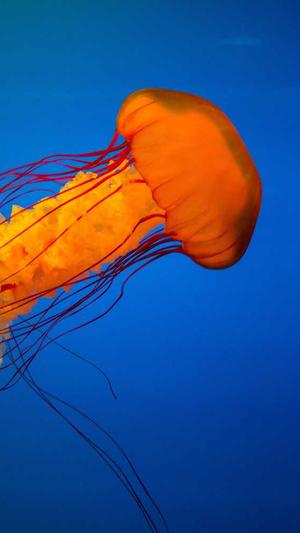 链接seo优化截图1