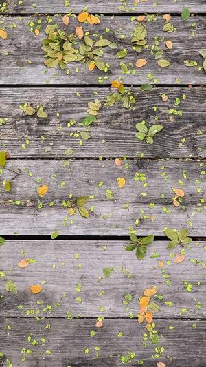 蜘蛛池租赁价格表截图4