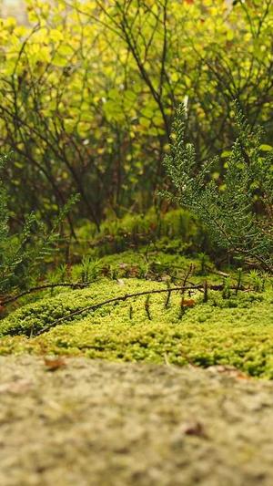 泛目录代做小姐词截图4